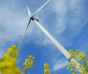 Image showing a windturbine into a rape field