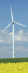 Image showing a windturbine into a rape field