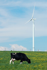 Image showing cow eating near a windturbine