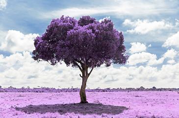 Image showing purple acacia tree in savanna with infrared effect