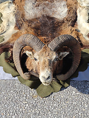 Image showing Ram Trophy