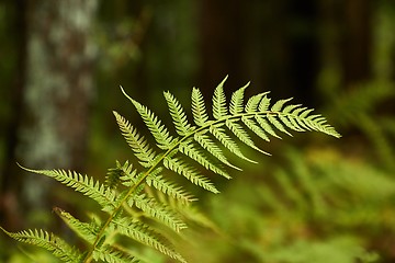 Image showing Fern leaves background