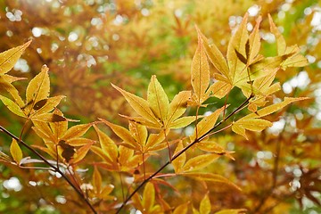 Image showing Autumn tree leaves