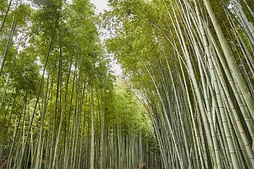 Image showing Kyoto Bamboo Forest