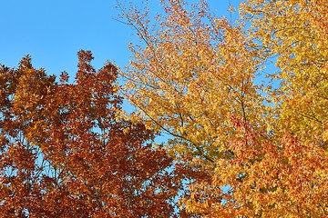 Image showing Autumn tree leaves