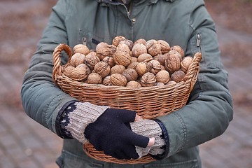 Image showing Collecting walnuts in a basket