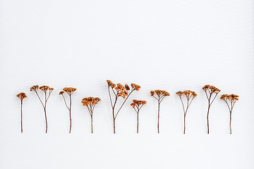 Image showing Dry umbrella plants on white canvas