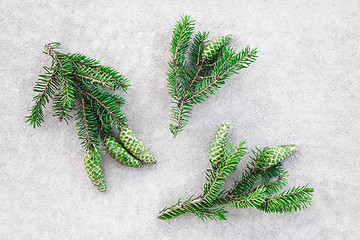 Image showing Green fir branches with cones