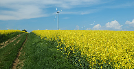 Image showing farm of windturbines close to rape field