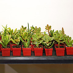 Image showing Succulents in Pots