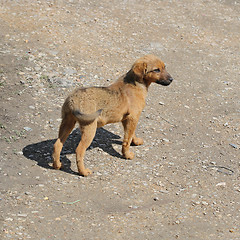 Image showing Stray Dog