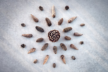 Image showing Collection of cones from fir and pine trees