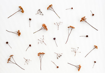 Image showing Dry thistles and umbrella plants on white canvas