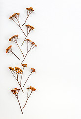 Image showing Ornament made of dry umbrella plants