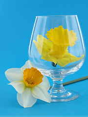 Image showing Daffodils Behind Glass