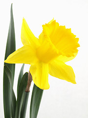 Image showing Narcissus Daffodil