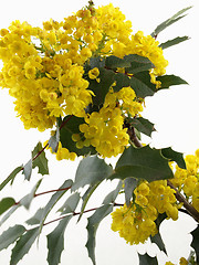 Image showing Mahonia Blossom