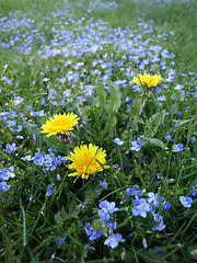 Image showing Dandelions and Forget Me Nots