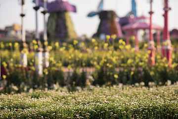 Image showing Dubai miracle garden