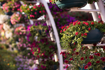 Image showing Dubai miracle garden