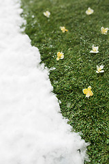 Image showing Meeting snow on green grass close up - between winter and spring concept background