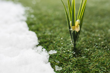 Image showing Meeting snow on green grass close up - between winter and spring concept background