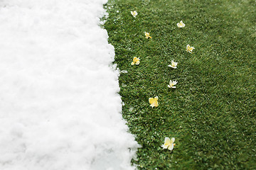 Image showing Meeting snow on green grass close up - between winter and spring concept background