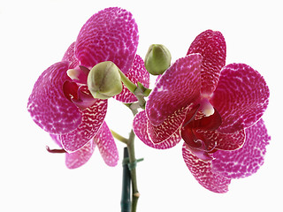 Image showing Phalaenopsis Orchid Bloom