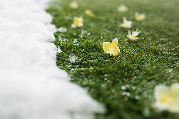 Image showing Meeting snow on green grass close up - between winter and spring concept background