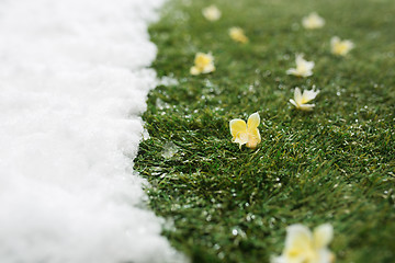 Image showing Meeting snow on green grass close up - between winter and spring concept background