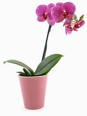 Image showing Phalaenopsis Orchid Pot