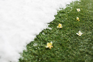 Image showing Meeting snow on green grass close up - between winter and spring concept background