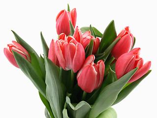 Image showing Tulip Bouquet