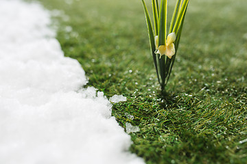 Image showing Meeting snow on green grass close up - between winter and spring concept background