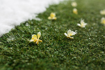 Image showing Meeting snow on green grass close up - between winter and spring concept background