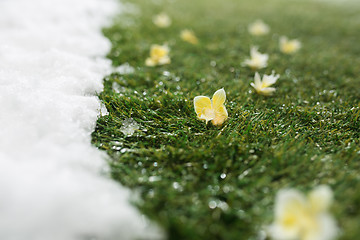 Image showing Meeting snow on green grass close up - between winter and spring concept background