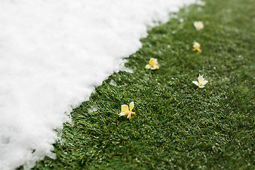 Image showing Meeting snow on green grass close up - between winter and spring concept background