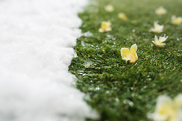 Image showing Meeting snow on green grass close up - between winter and spring concept background