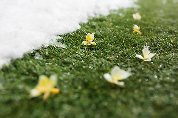 Image showing Meeting snow on green grass close up - between winter and spring concept background