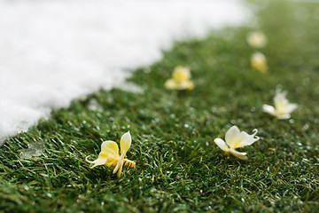 Image showing Meeting snow on green grass close up - between winter and spring concept background