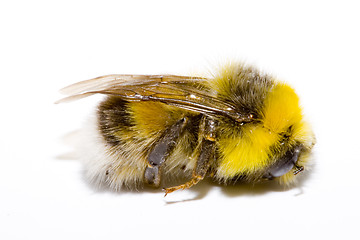 Image showing Bumblebee