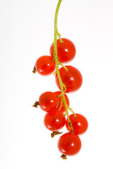 Image showing Red Currants