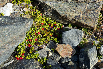 Image showing Short evergreen shrub of cowberry (lingonberry, partridgeberry o