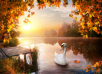 Image showing Swan on autumn river