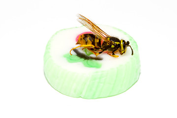 Image showing Wasp on a Candy