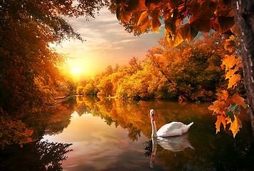 Image showing Swan on autumn pond