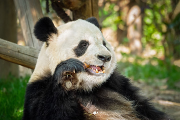 Image showing Giant panda bear in China