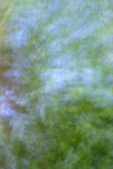 Image showing Forget-Me-Not Abstract