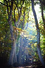 Image showing Sunrise in autumn italian forest