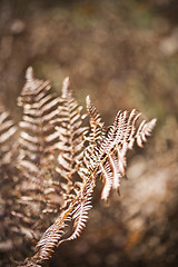 Image showing Beautyful brown ferns leaves in sunlight.